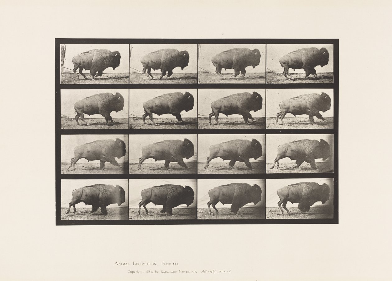 Placa 700. Búfalo; Galopante de Eadweard Muybridge