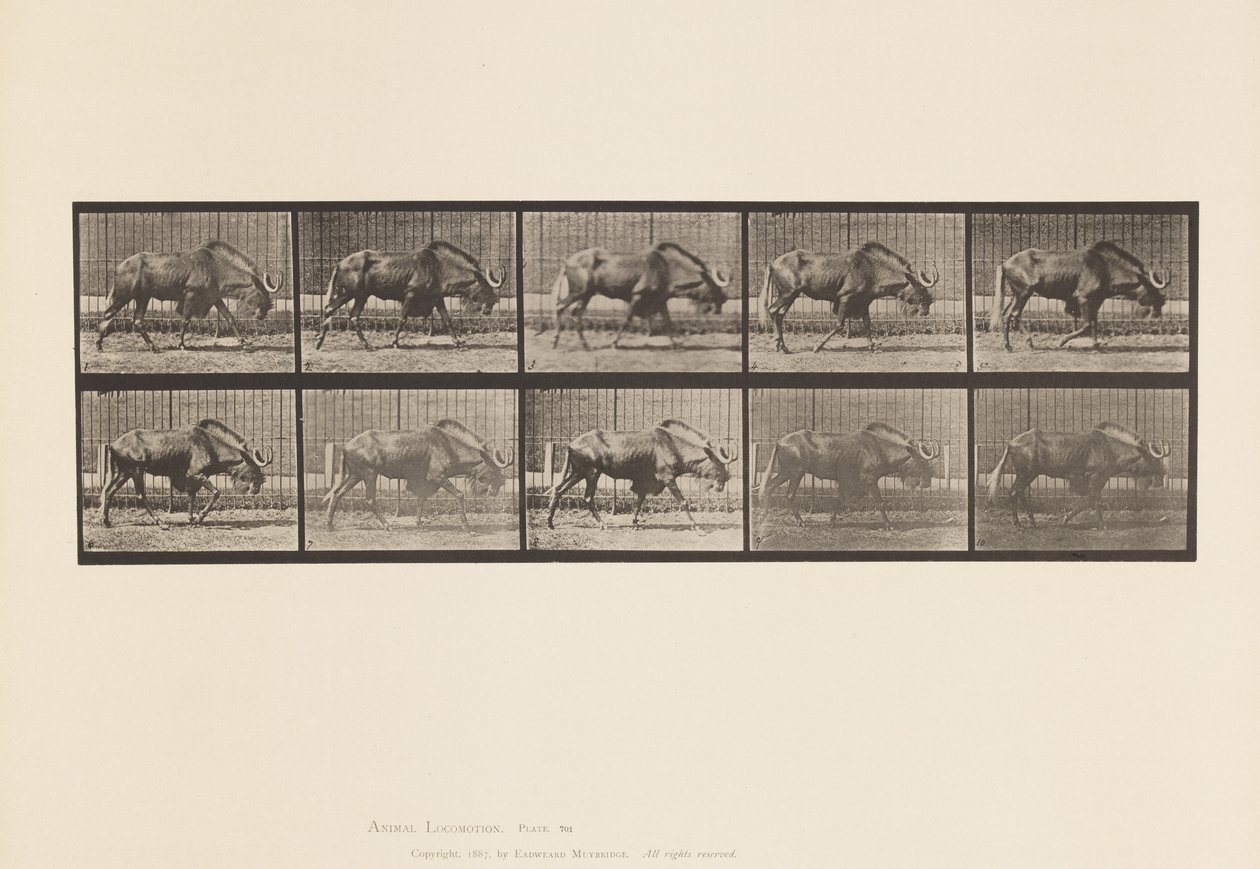Placa 701. Gnu; Caminhando de Eadweard Muybridge