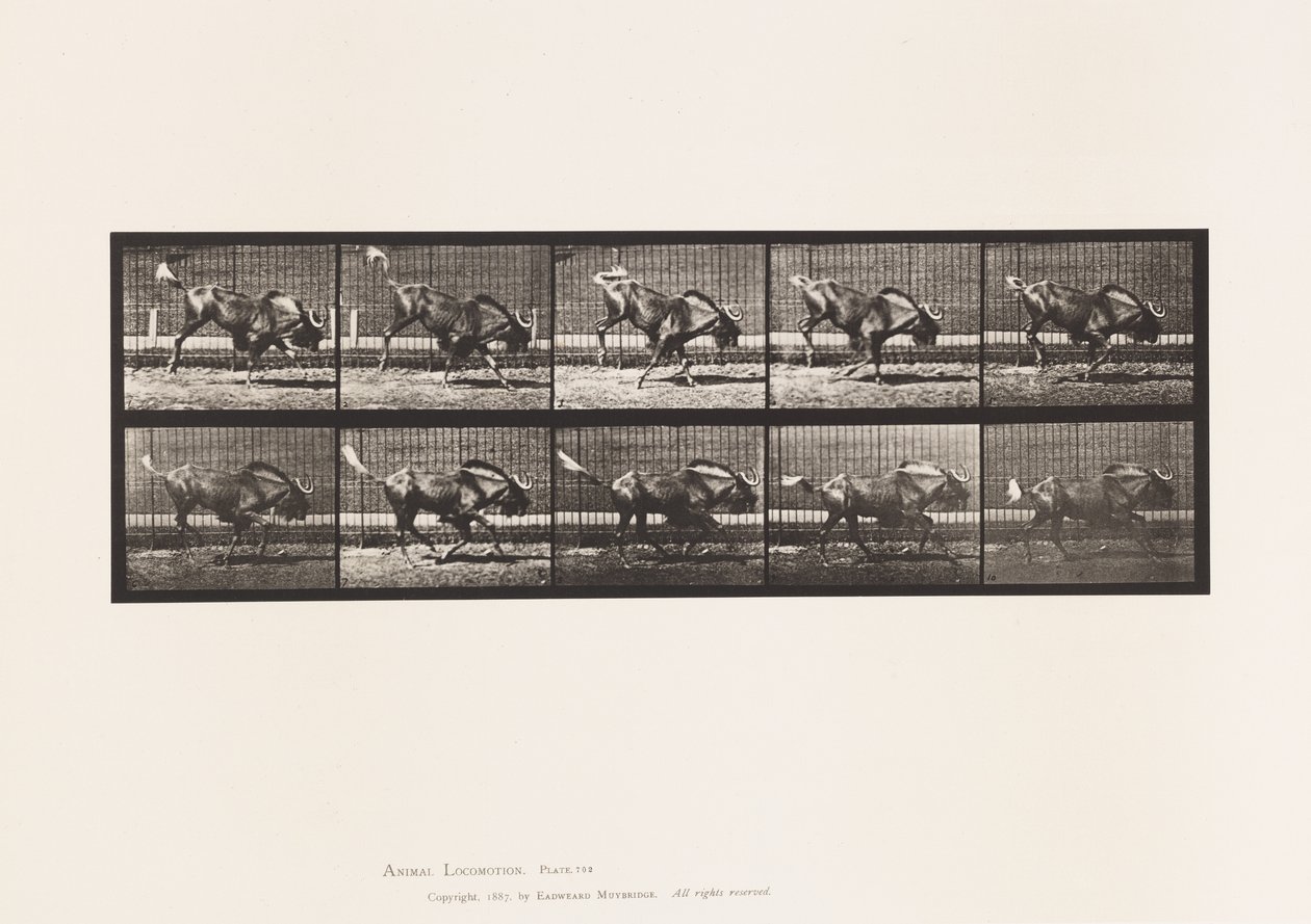 Placa 702. Gnu; Bucking e Galloping de Eadweard Muybridge