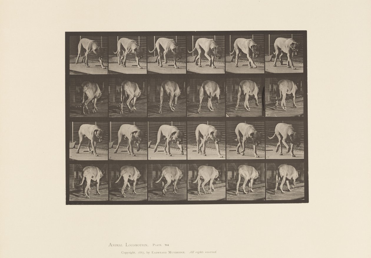 Prato 704. Cão; Caminhada; Maçarico de Eadweard Muybridge