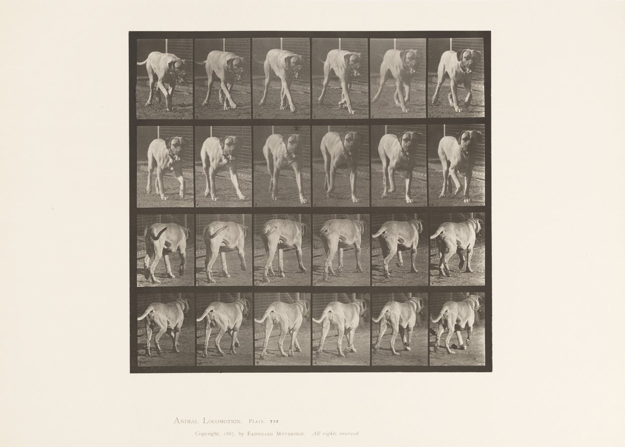 Placa 705. Cão; Trotador; Maçarico de Eadweard Muybridge