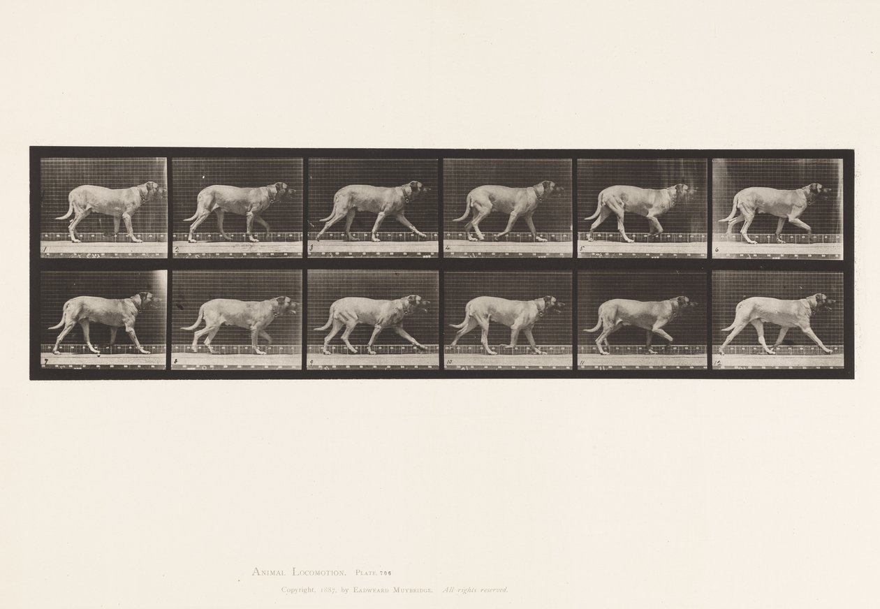 Placa 706. Cão; Trotador; Maçarico de Eadweard Muybridge