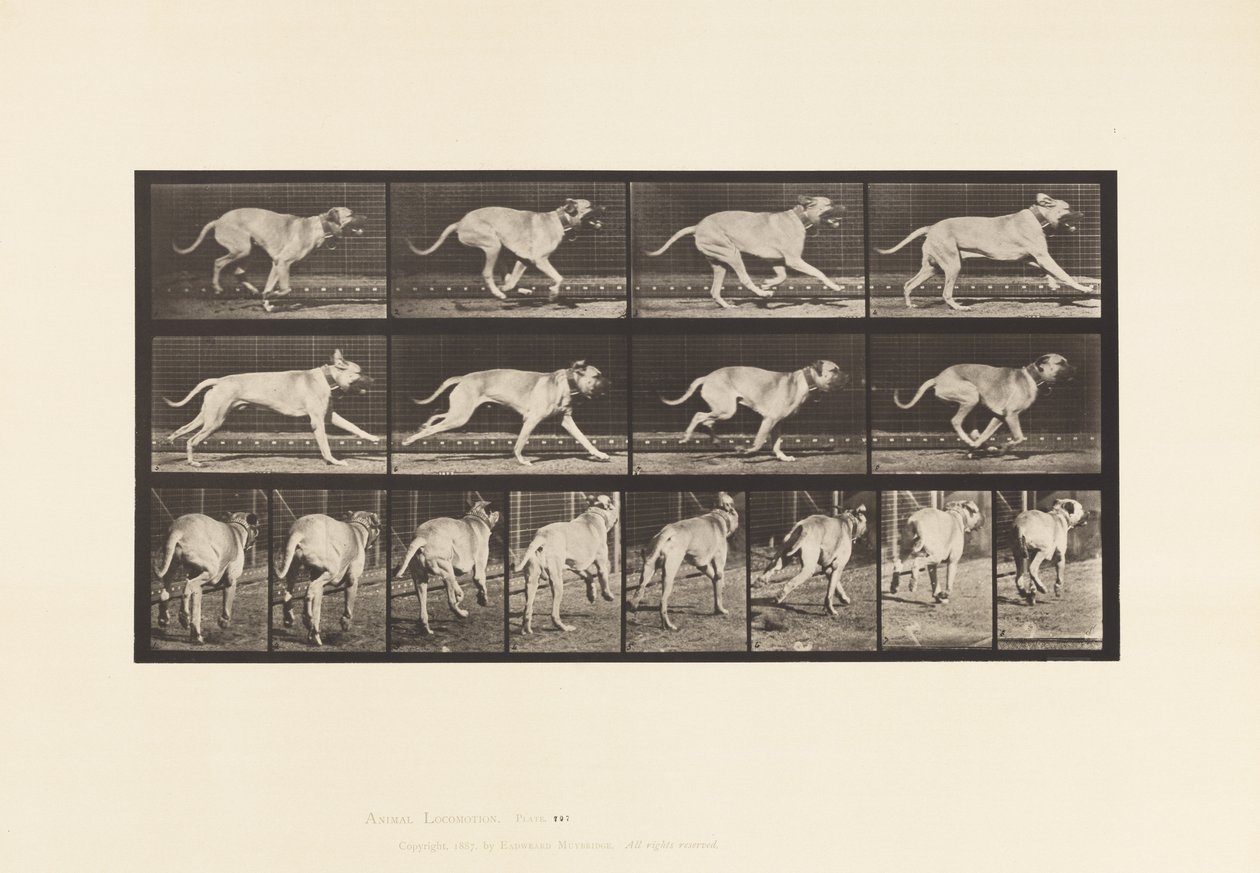Placa 707. Cão; Galopante; Maçarico de Eadweard Muybridge