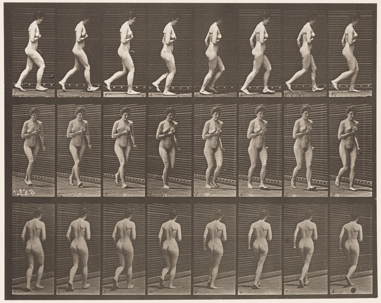 Placa 70. Corrida, 1872-1885 de Eadweard Muybridge