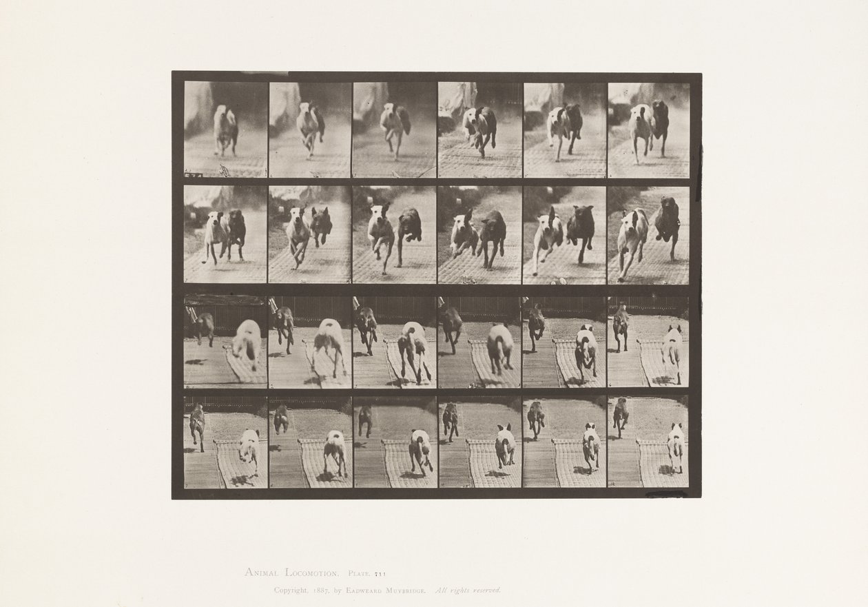 Placa 711. Cães; Duas Corridas; A, B; Cães de Corrida, Ike & Maggie de Eadweard Muybridge