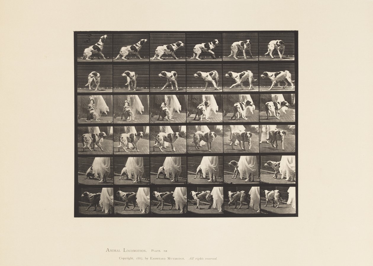 Placa 713. Cão; Virar ao contrário, etc; Setter Kate de Eadweard Muybridge