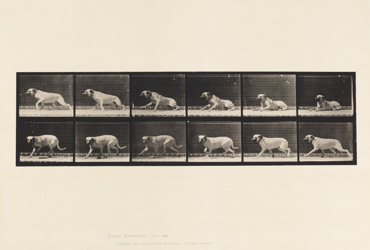 Placa 714. Cão; Arouseado por um Torpedo; Mastim-Smith de Eadweard Muybridge