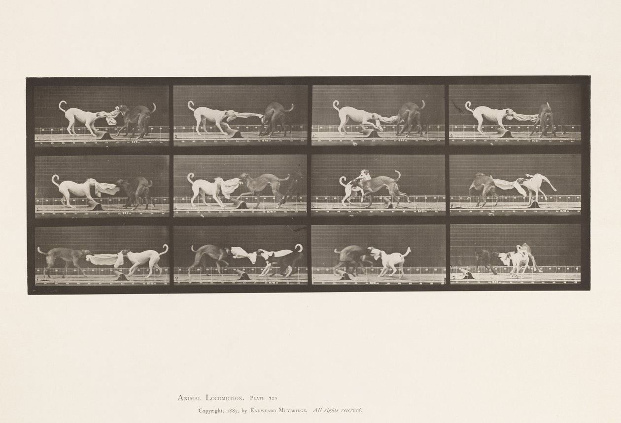 Placa 715. Cães; Três, Puxar uma toalha, Ike, Maggie, etc. de Eadweard Muybridge