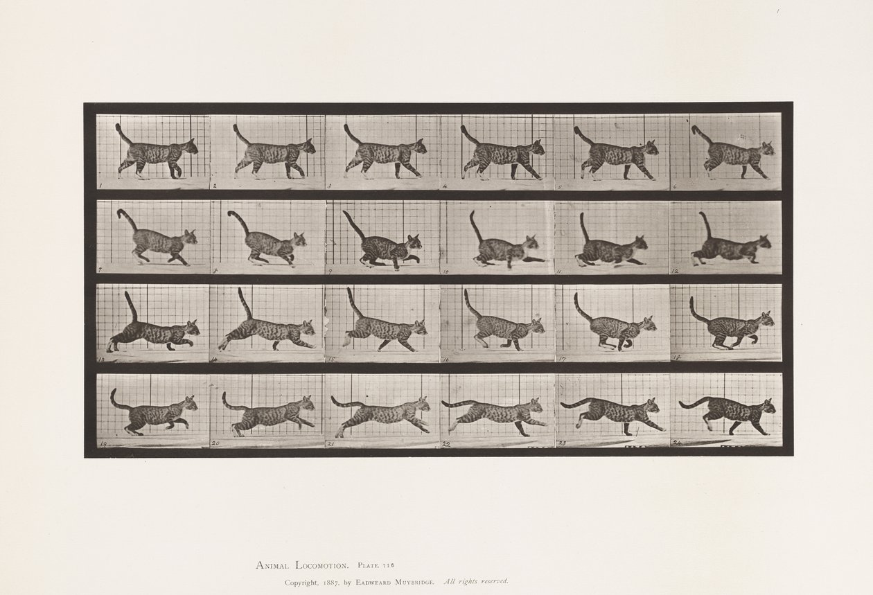 Placa 716. Gato; Caminhada, Mudança para Galloping de Eadweard Muybridge