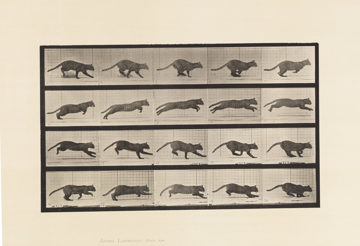 Prato 719. Gato; Galopante de Eadweard Muybridge
