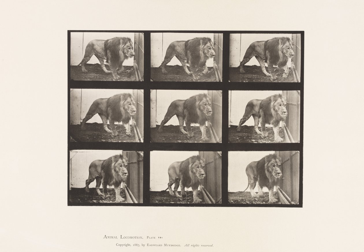 Placa 721. Leão; Caminhada de Eadweard Muybridge