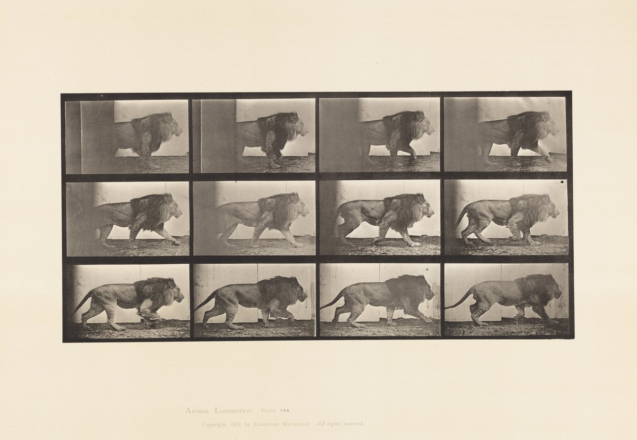 Placa 722. Leão; Caminhada de Eadweard Muybridge