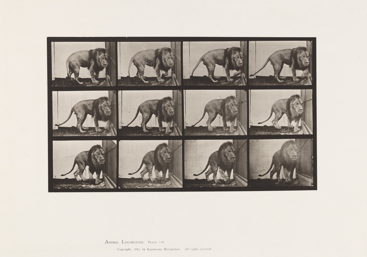 Placa 723. Leão; Caminhando, Virando de Eadweard Muybridge