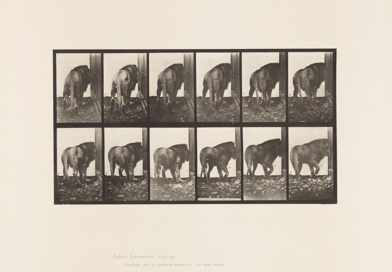 Placa 724. Leão; Caminhando, Virando de Eadweard Muybridge
