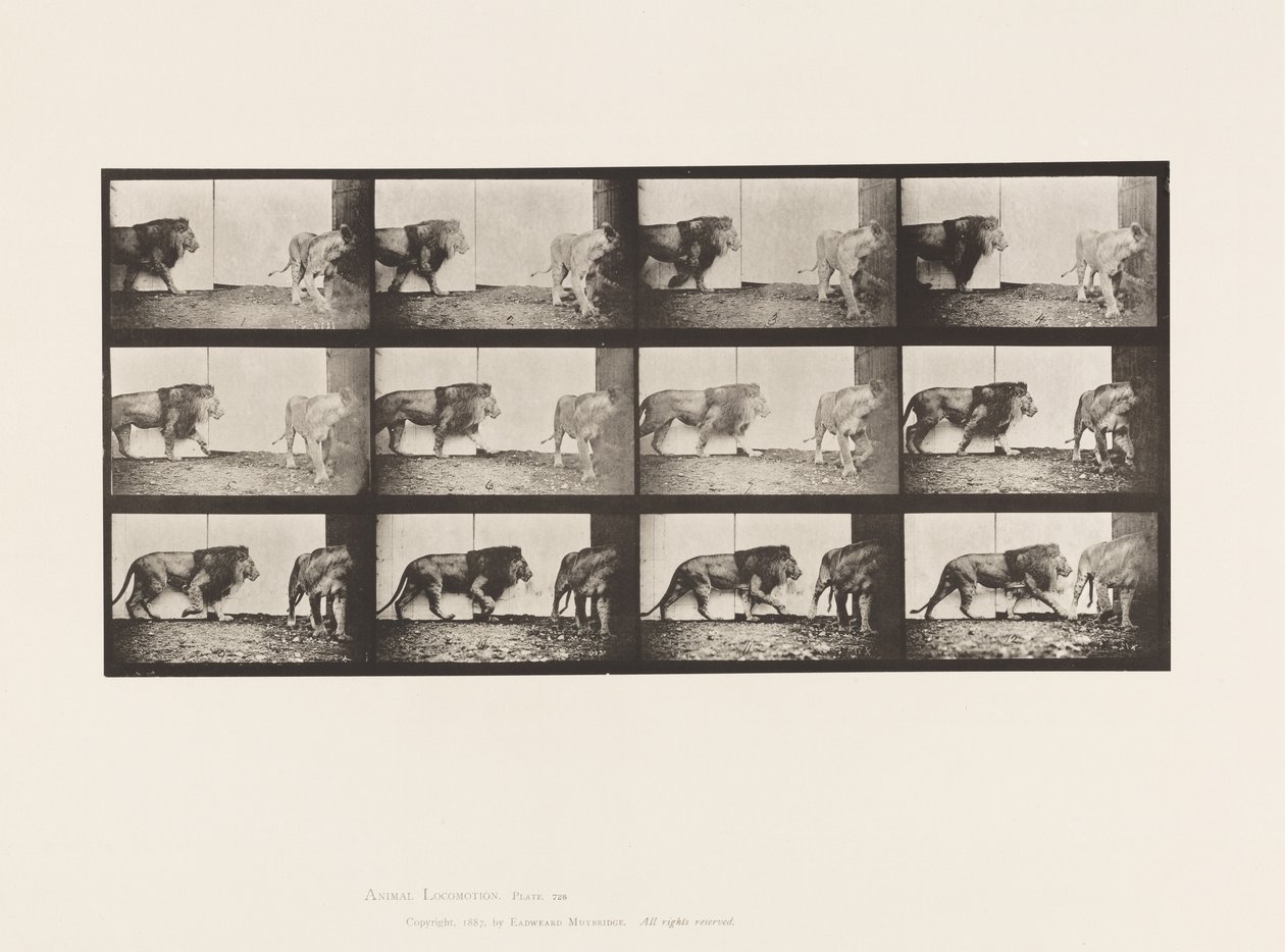 Placa 726. Leão e Lioness; Caminhada de Eadweard Muybridge