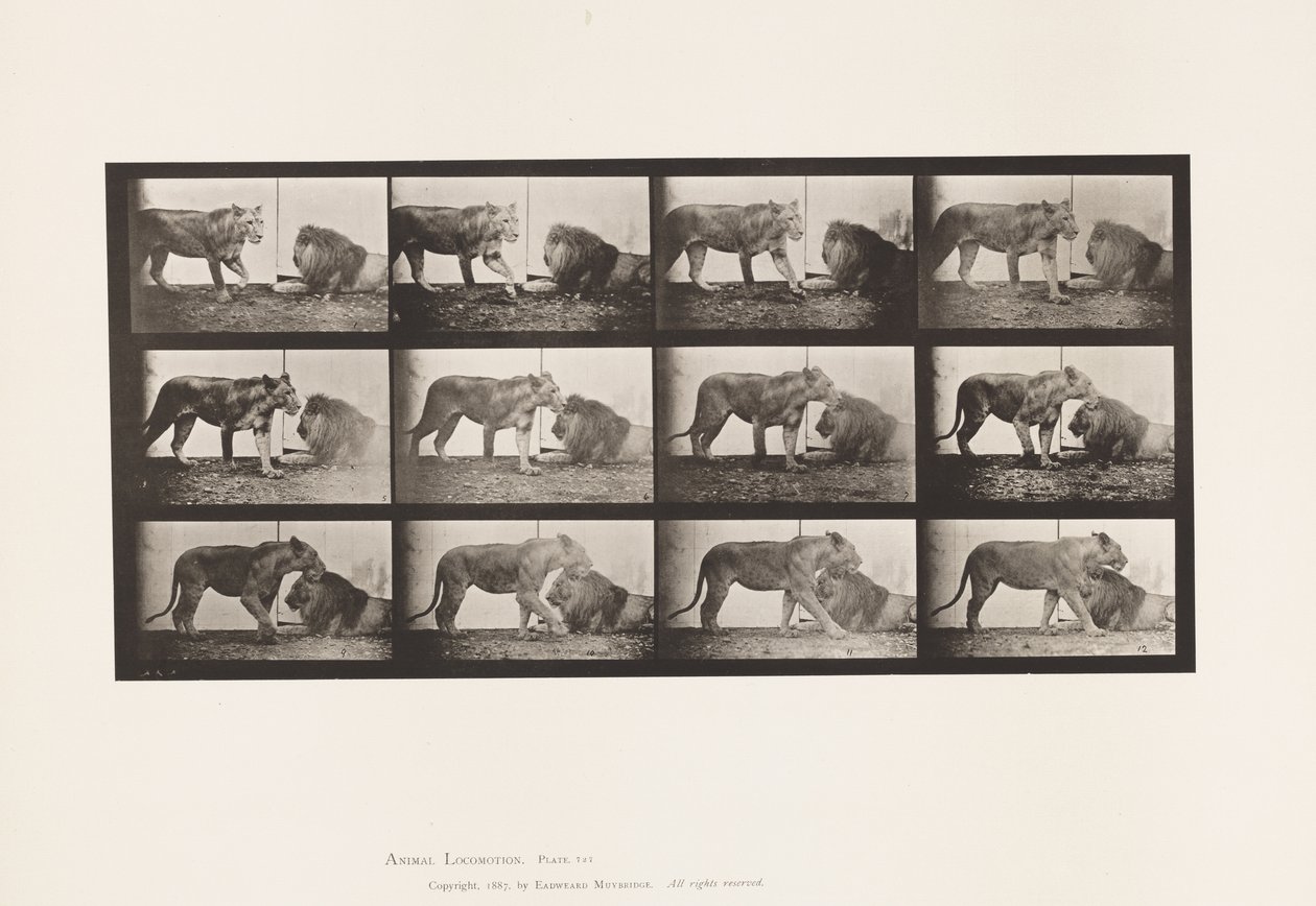 Placa 727. Lioness; Walking; Lion; Lying Down de Eadweard Muybridge