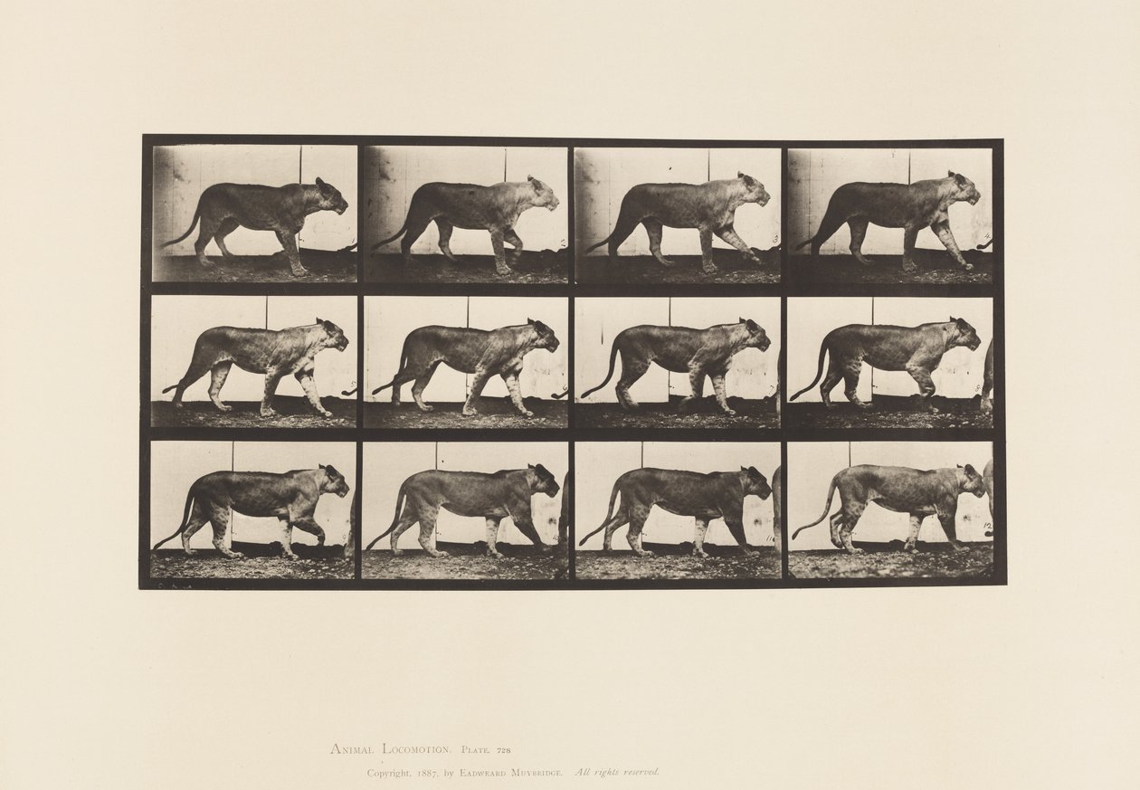 Placa 728. Lioness; Walking; Lion; Lying Down de Eadweard Muybridge