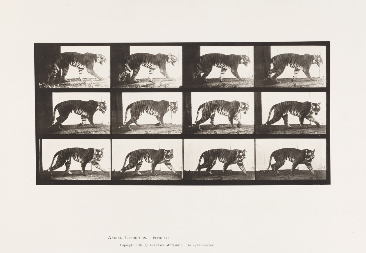 Prato 729. Tigresa; Caminhada de Eadweard Muybridge