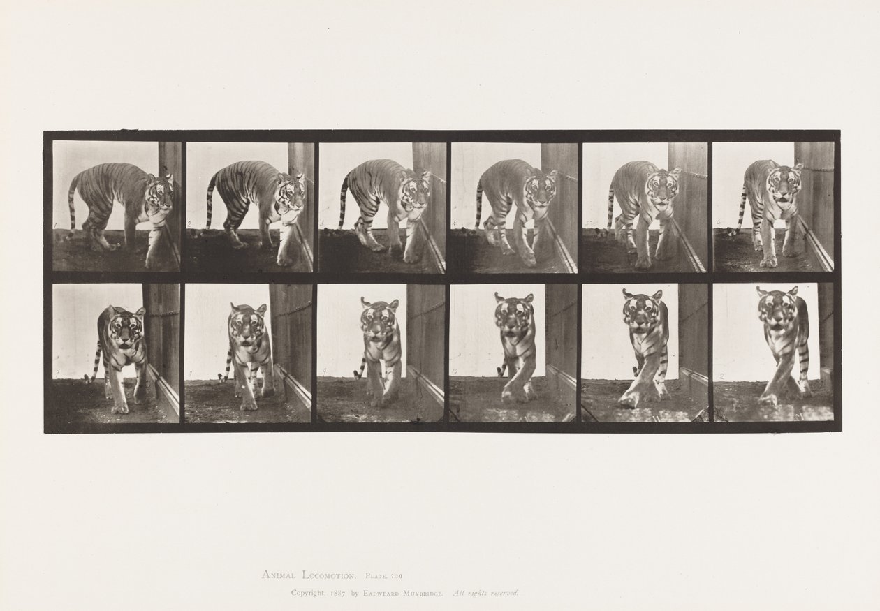 Prato 730. Tigresa; Caminhada; Volta de Eadweard Muybridge