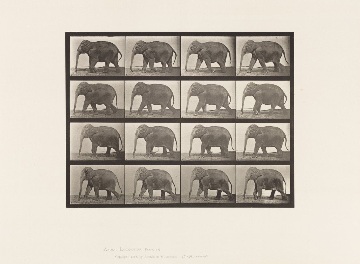 Placa 732. Elefante; Andar a pé de Eadweard Muybridge