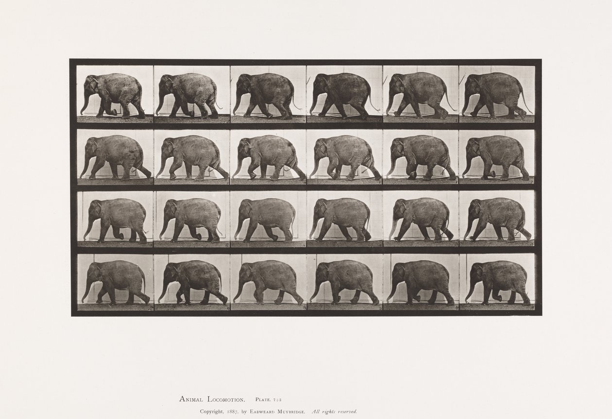 Placa 733. Elefante; Andar a pé de Eadweard Muybridge