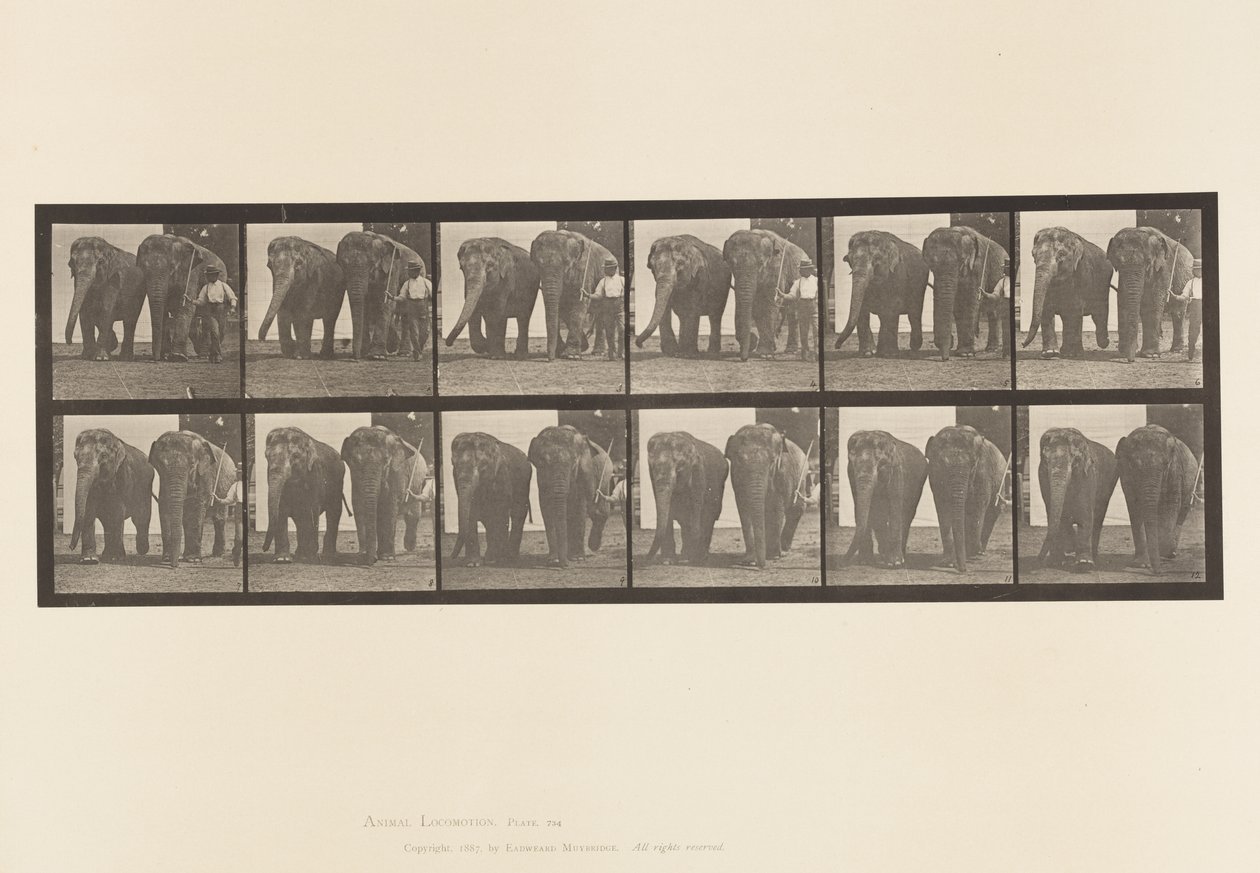 Prato 734. Elefantes; Dois, Caminhando de Eadweard Muybridge