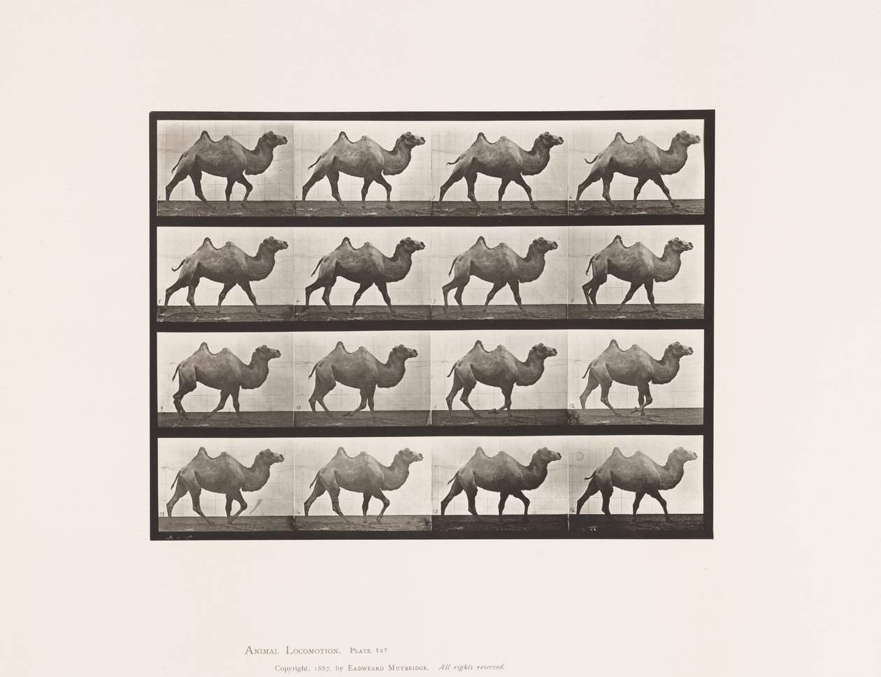 Placa 737. Camelo Bactriano; Caminhada de Eadweard Muybridge