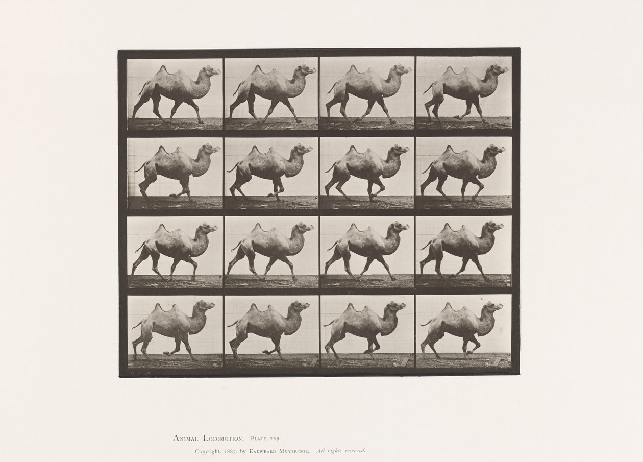 Placa 738. Camelo Bactriano; Racking de Eadweard Muybridge