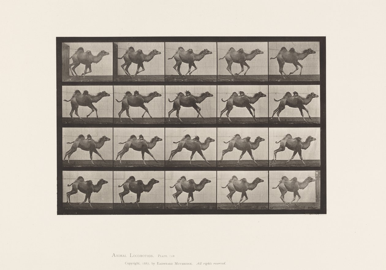 Placa 740. Camelo Bactriano; (Jovem), Galloping de Eadweard Muybridge