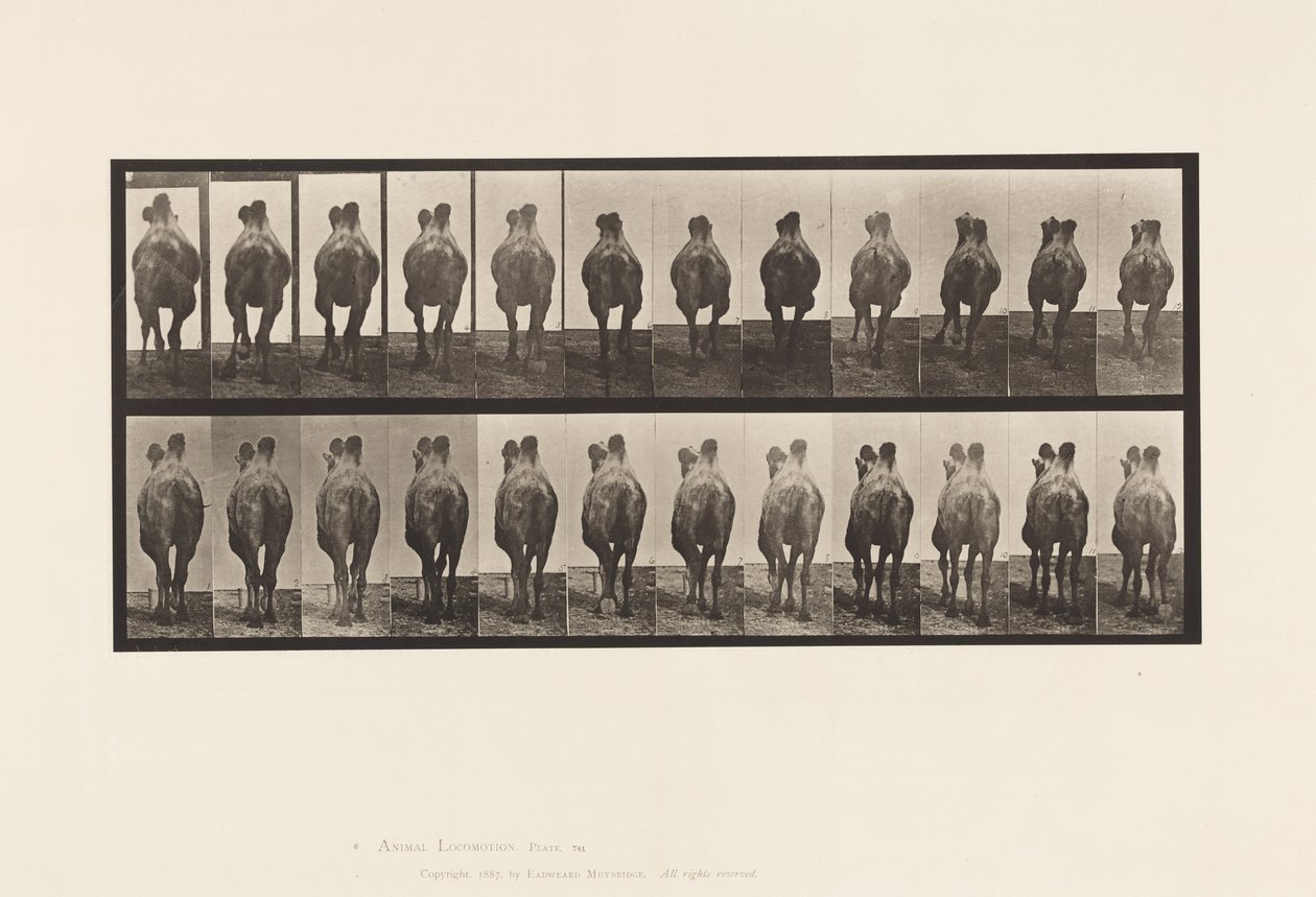 Prato 741. Camelo Bactriano; A, Caminhada; B, Racking de Eadweard Muybridge