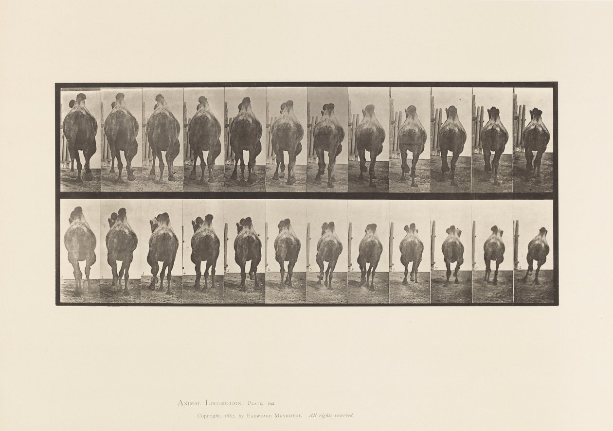 Prato 742. Camelo Bactriano; A, Racking; B, Galloping de Eadweard Muybridge