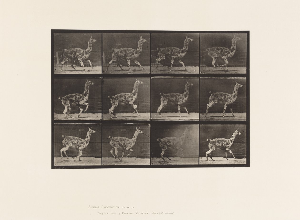 Prato 743. Guanaco; Galloping de Eadweard Muybridge