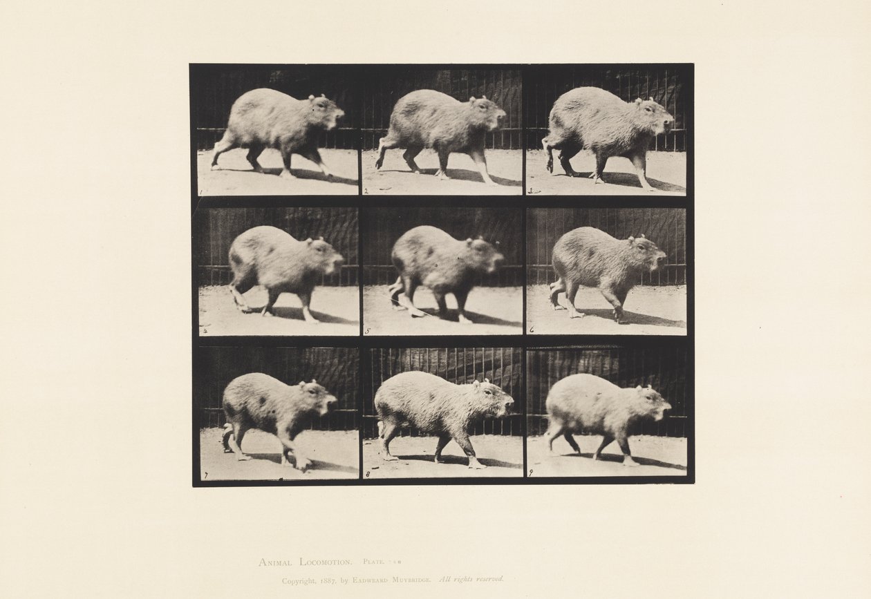 Prato 746. Capivara; Andar a pé de Eadweard Muybridge