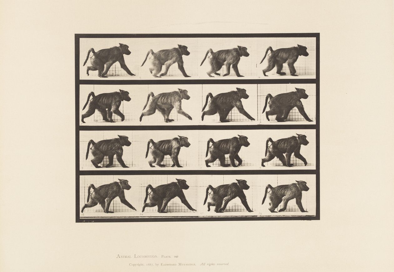 Placa 747. Babuíno; Caminhando em todas as quatro de Eadweard Muybridge