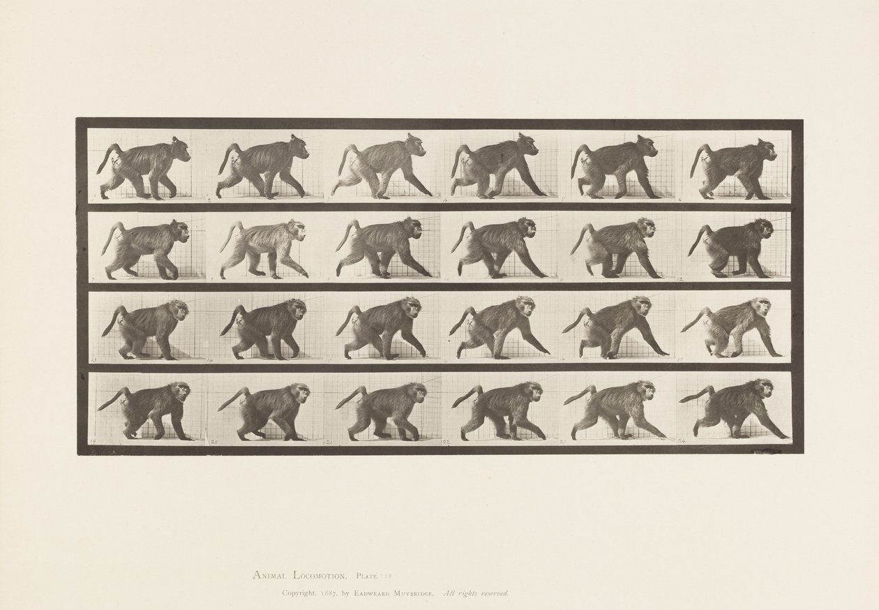 Prato 748. Babuíno; Caminhando em todas as quatro de Eadweard Muybridge