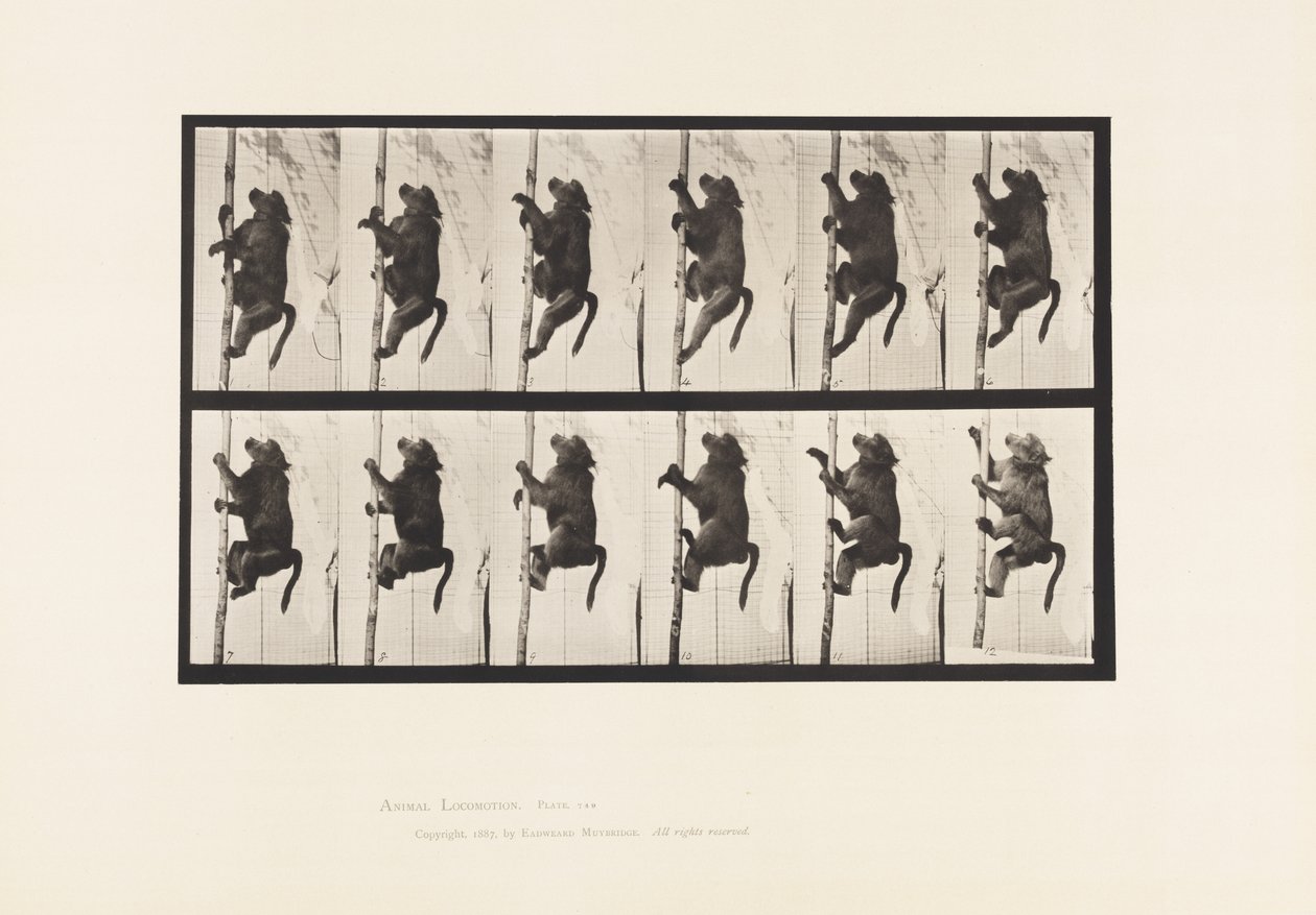 Prato 749. Babuíno; Escalada de um Polo de Eadweard Muybridge