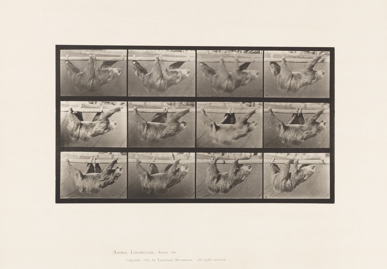 Prato 750. Preguiça; Andar, Suspenso num Pólo Horizontal de Eadweard Muybridge