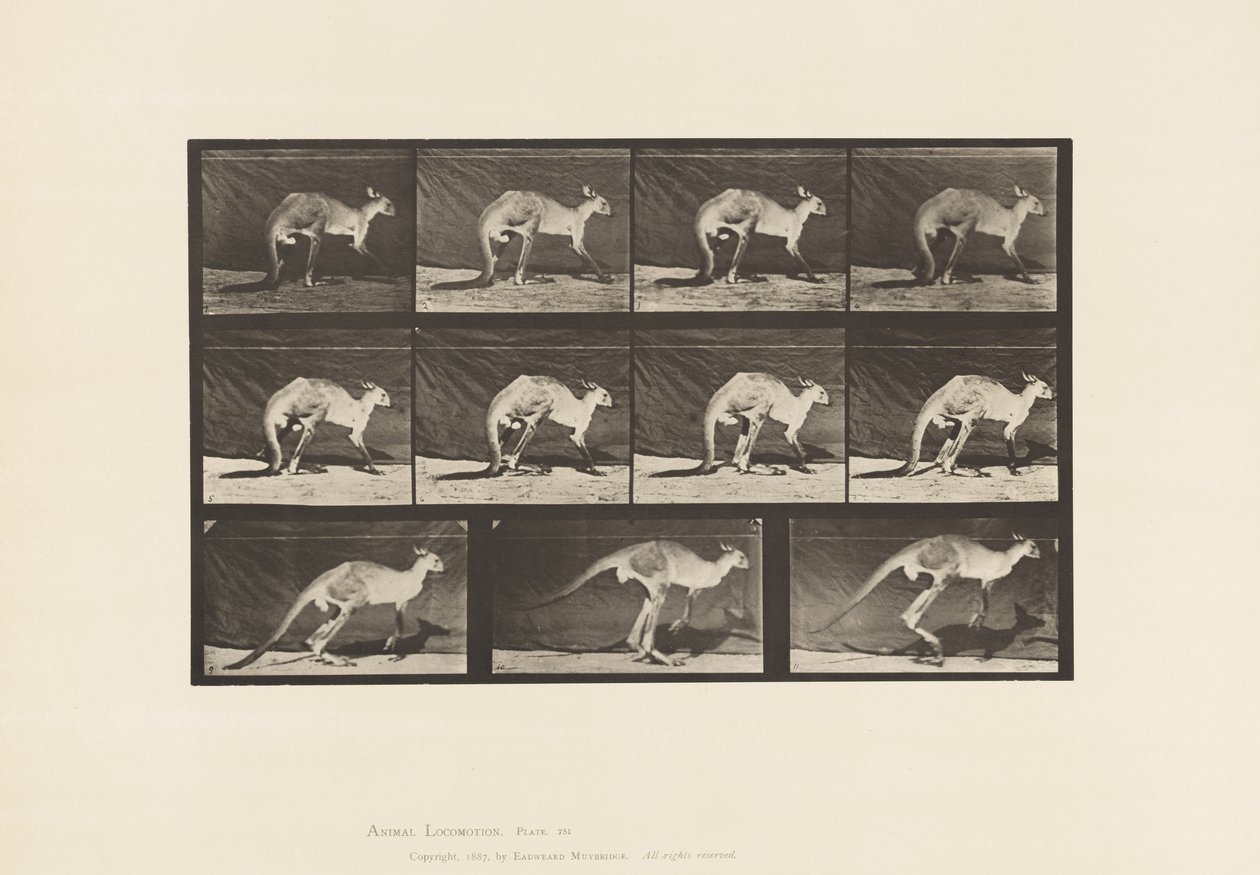 Placa 751. Canguru; Caminhando em Todos os Quatros; Mudança para Salto de Eadweard Muybridge