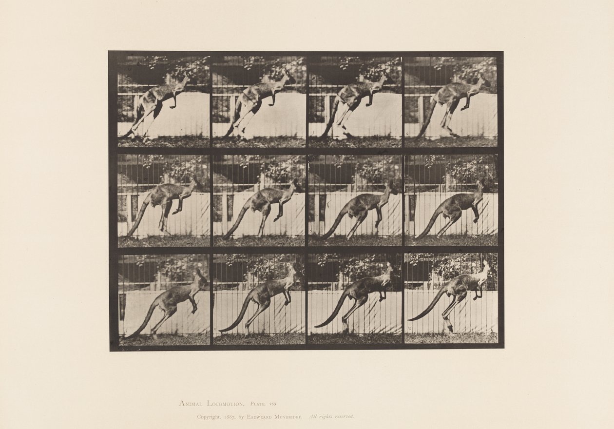 Prato 753. Canguru; Salto de Eadweard Muybridge