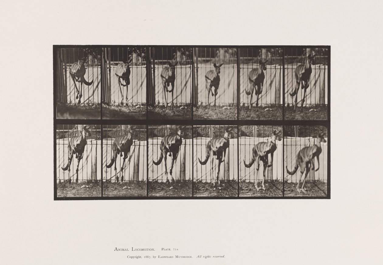 Placa 754. Canguru; Salto de Eadweard Muybridge