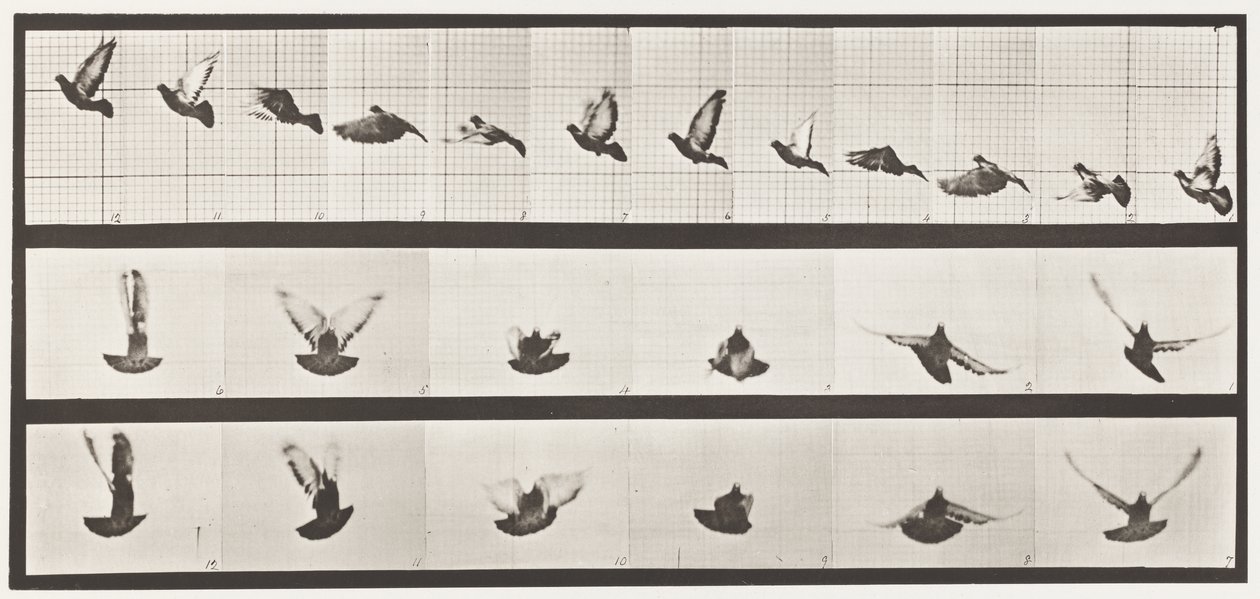 Placa 755. Pombo; Pombinho a voar de Eadweard Muybridge