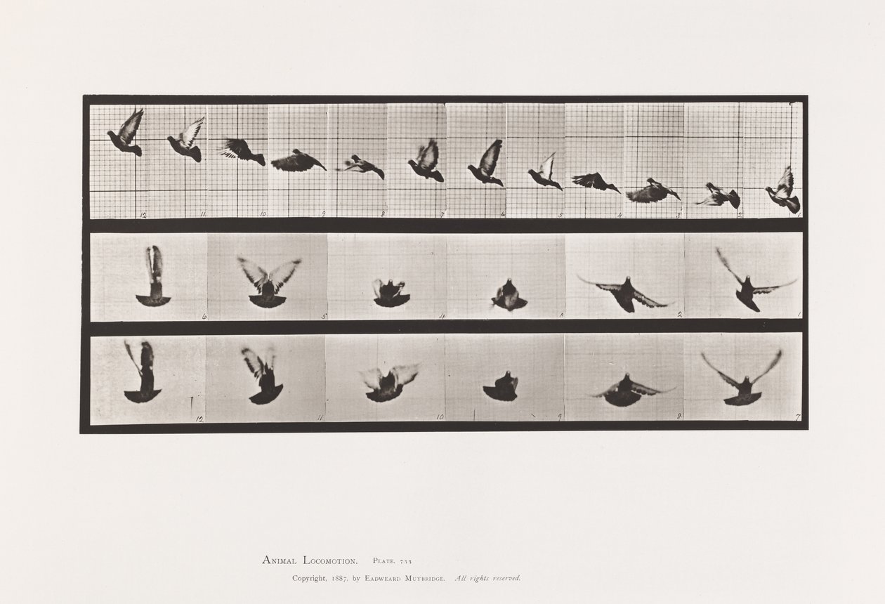 Placa 755. Pombo; Pombinho a voar de Eadweard Muybridge