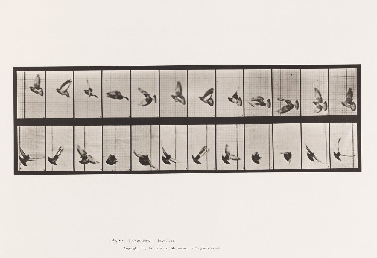 Placa 756. Pombo; Pombinho a voar de Eadweard Muybridge