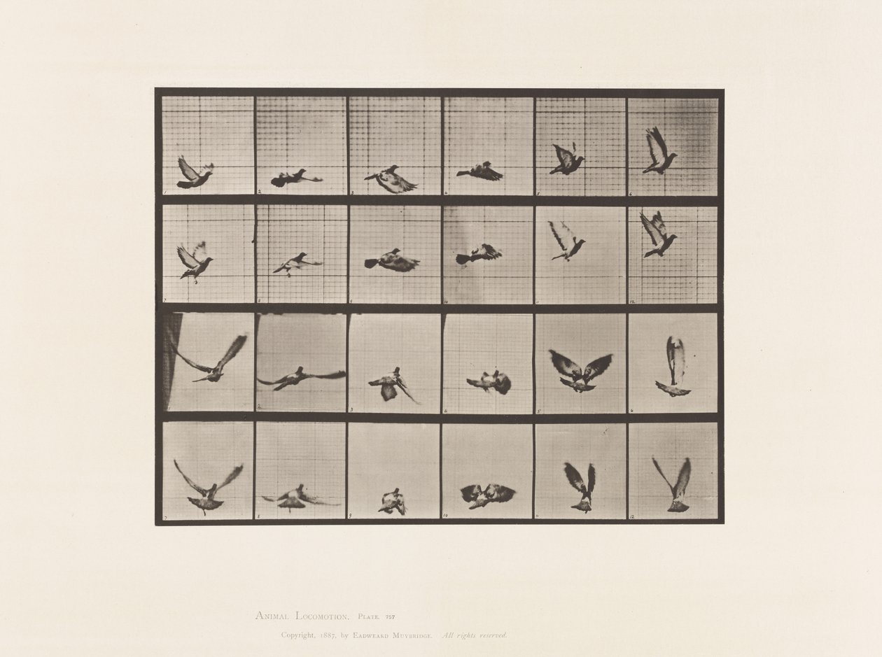 Prato 757. Pombo; Pombinho a voar de Eadweard Muybridge