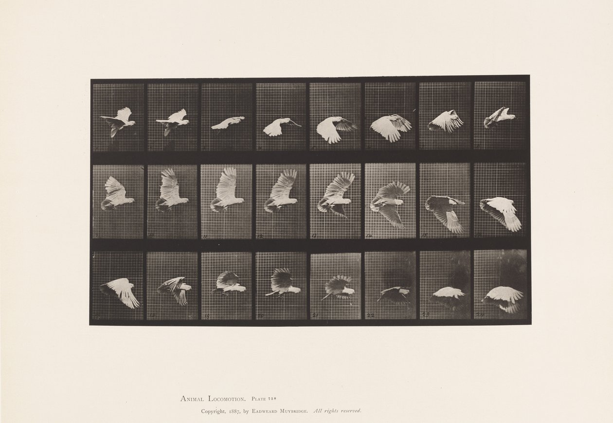 Prato 758. Cockatoo; Voando de Eadweard Muybridge