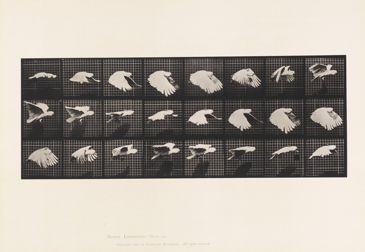 Prato 759. Cockatoo; Voando de Eadweard Muybridge