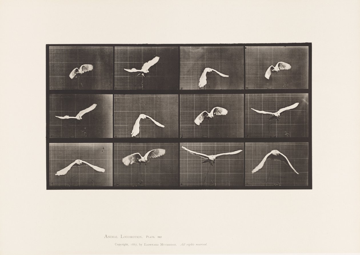 Prato 762. Cockatoo; Voando de Eadweard Muybridge