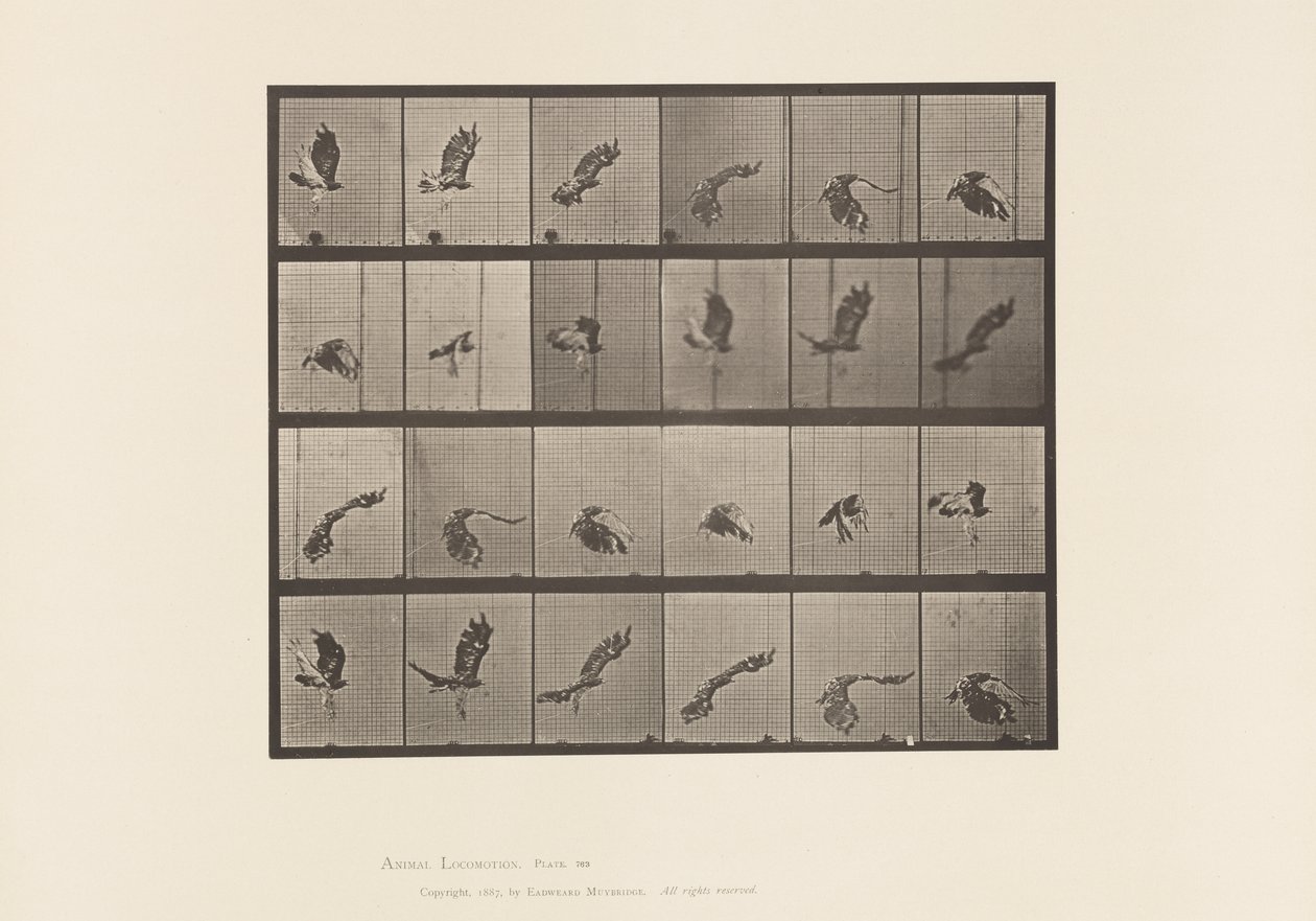 Placa 763. Falcão de cauda vermelha; Voando de Eadweard Muybridge