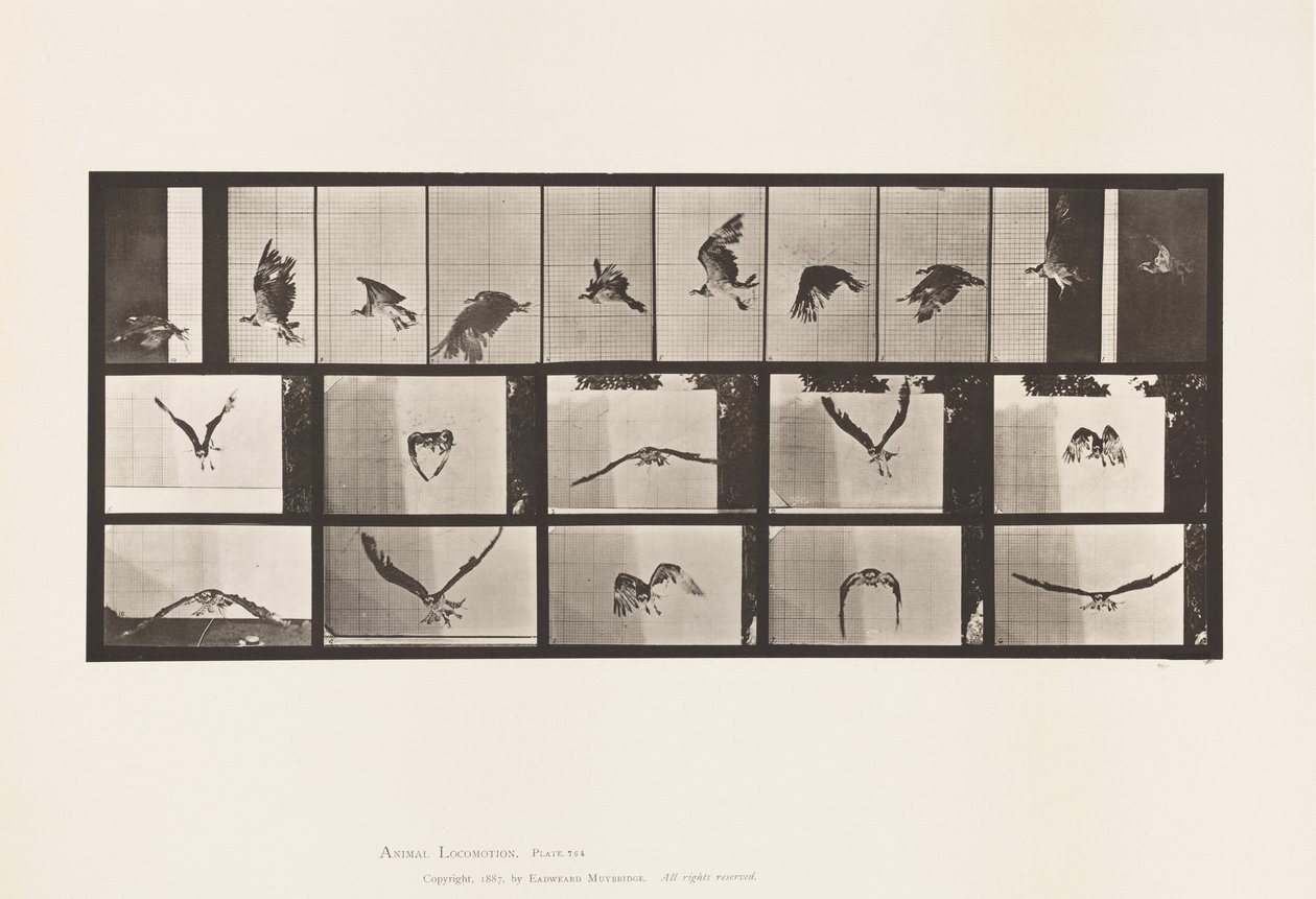 Placa 764. Peixe Gavião; Voar de Eadweard Muybridge