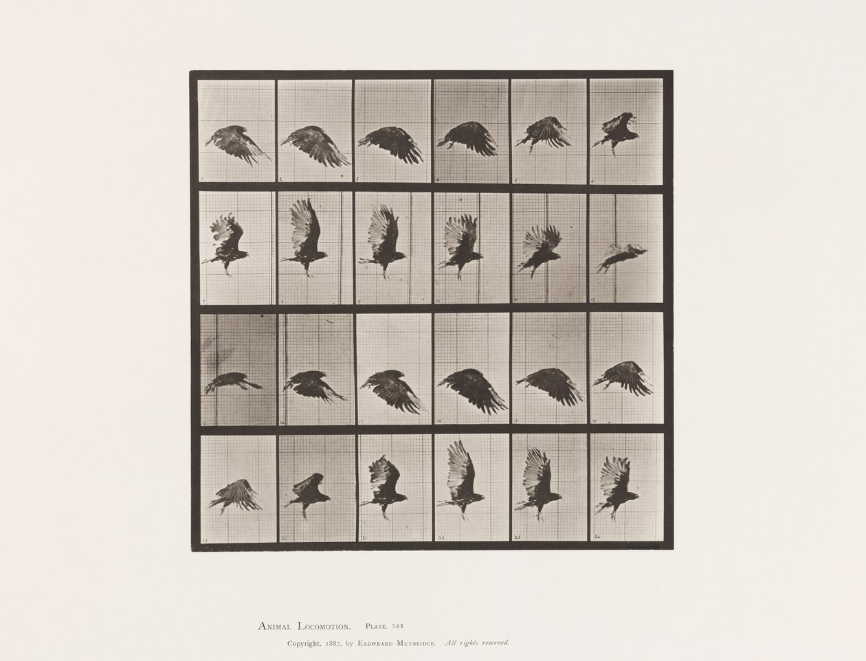 Prato 765. Abutre; Voar de Eadweard Muybridge